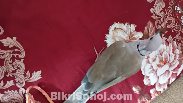 ঘুঘু পাখি